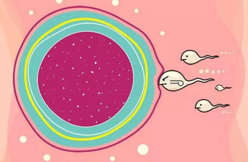 卵子捐赠在中国是否合法？谁可以用捐赠卵子做试管婴儿？