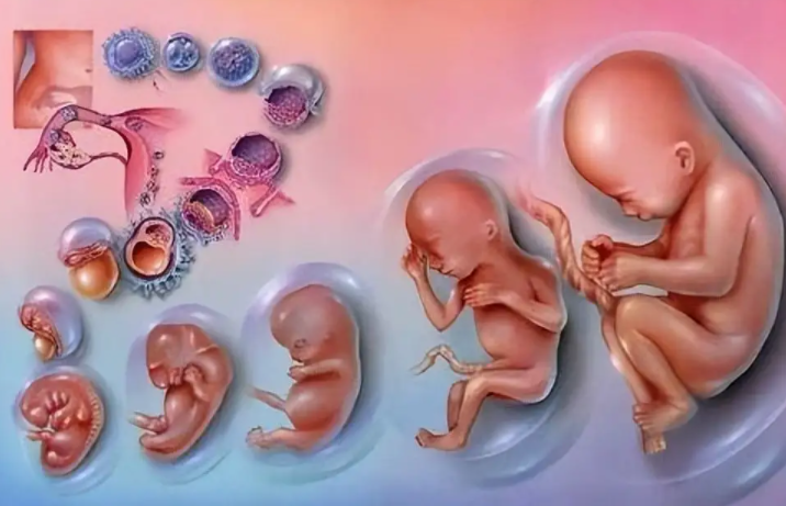 卵子捐赠在中国是否可行？用捐赠的卵子做试管婴儿有什么要求？