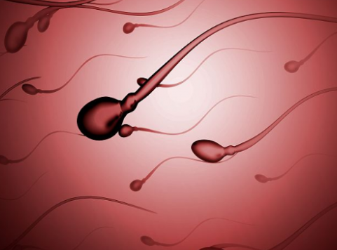 南宁单身供卵机构-2022第三代试管婴儿移植前需要培养的囊胚比例是多少？